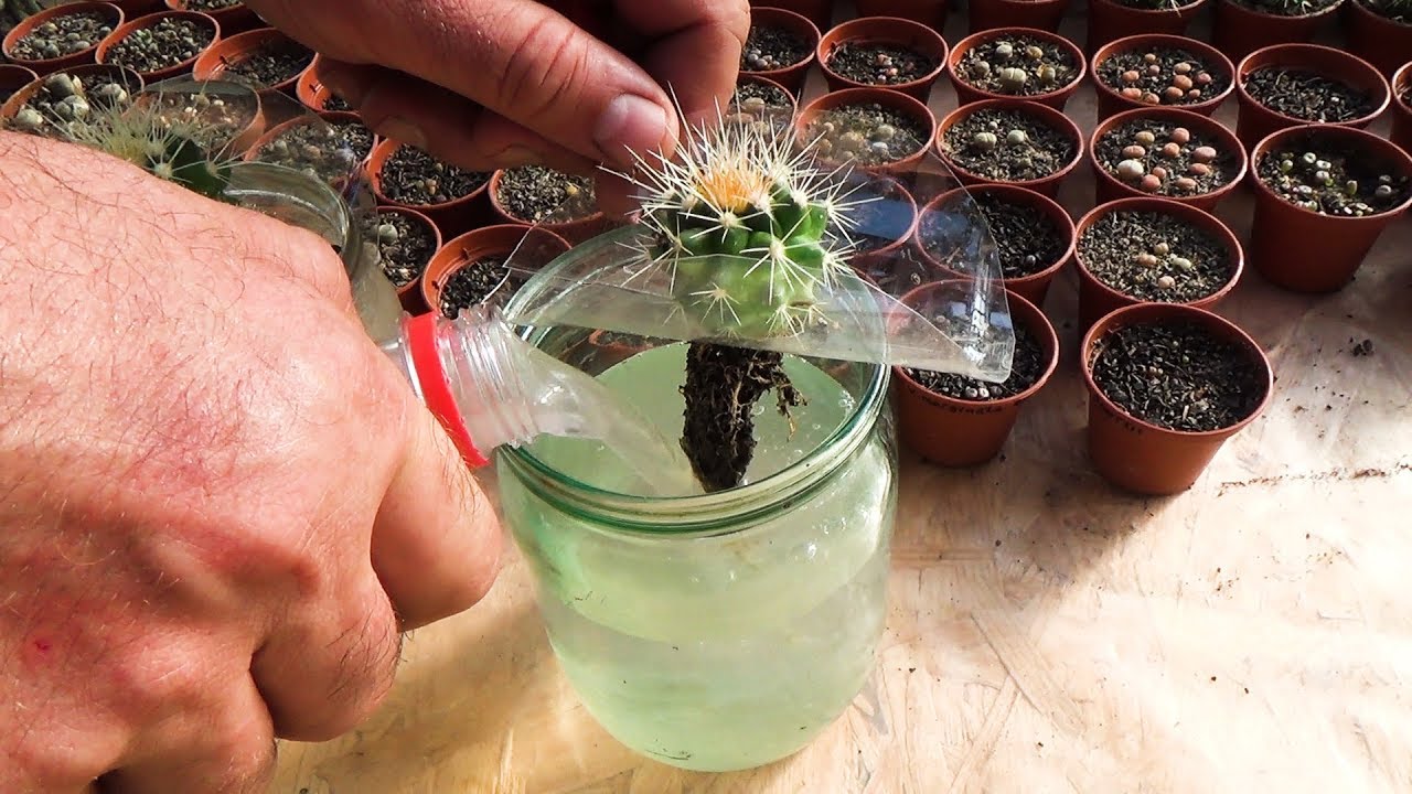 Why I Swapped My Water for Cactus Water