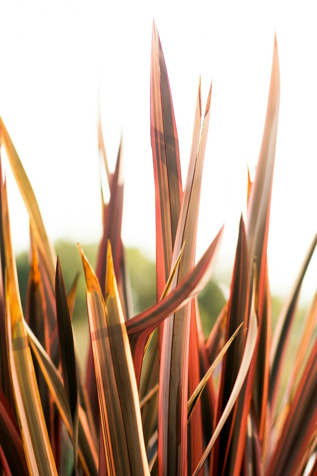 Beat Burnout: My Go-To Fatigue Fixes!