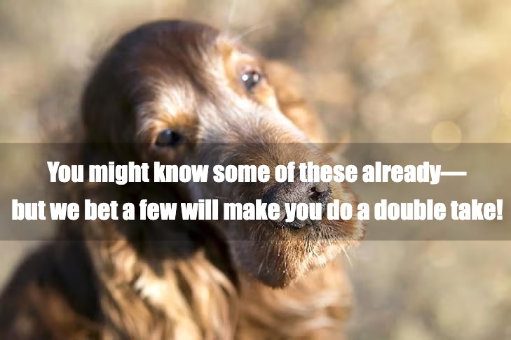 5 Dog Facts That Might Surprise You (Or Make You Smile)