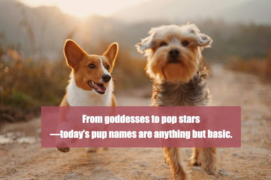 What’s in a Name? The Hottest Girl Dog Name Trends Right Now