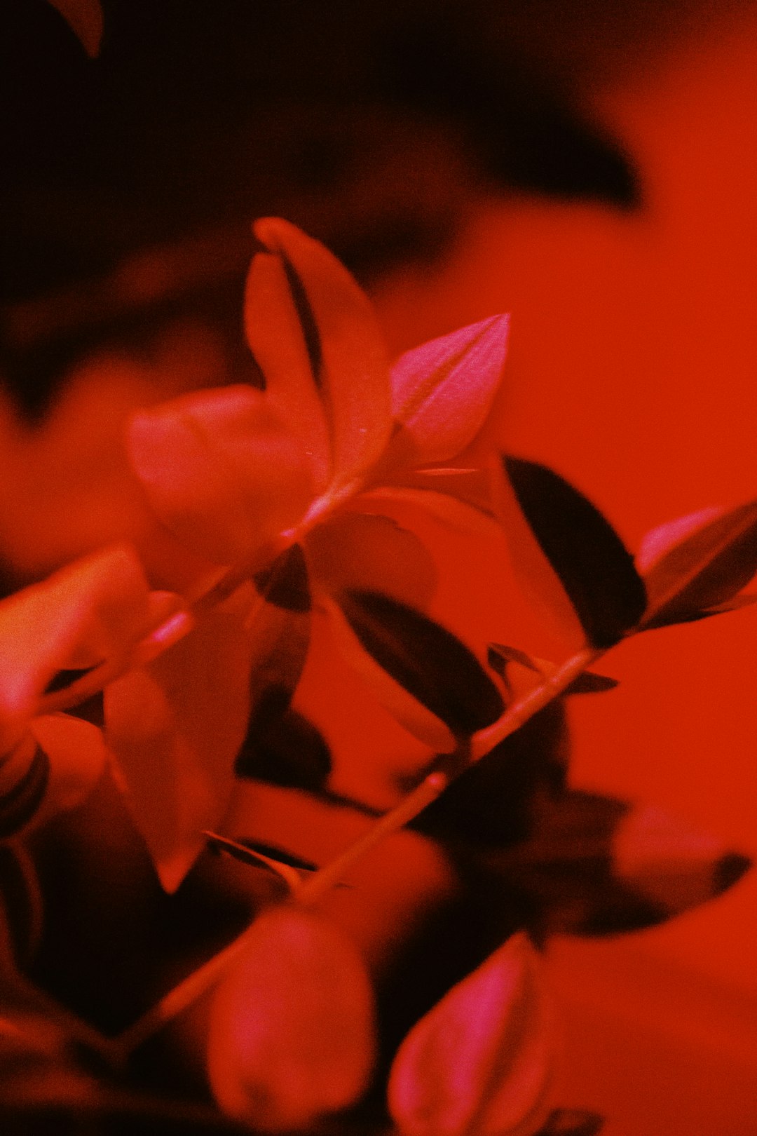Is Red Light Therapy the Secret to Glowing Skin or Just Hype?