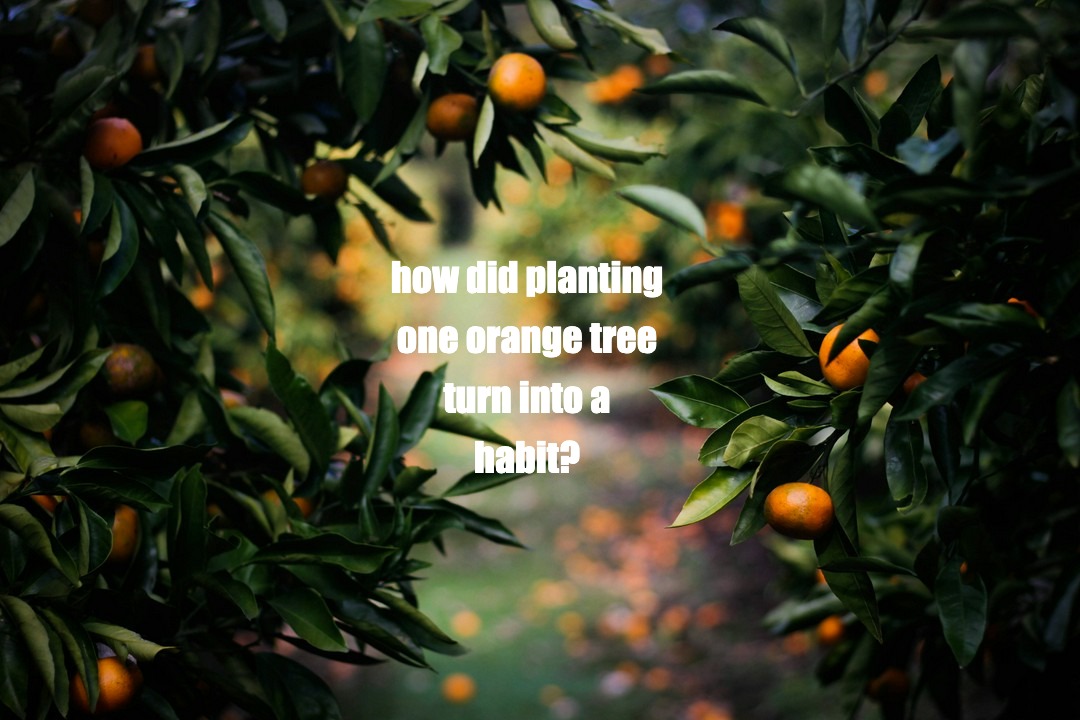 how did planting one orange tree turn into a habit?