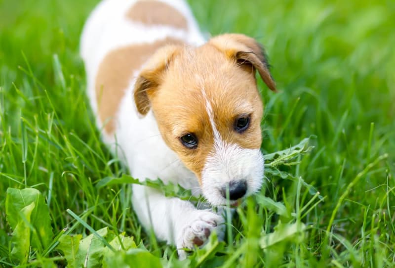 The Day My Dog Ate Grass—and Sent Me into a Panic