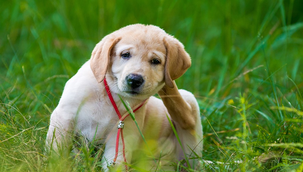 When My Dog Wouldn’t Stop Scratching, Here’s What I Learned