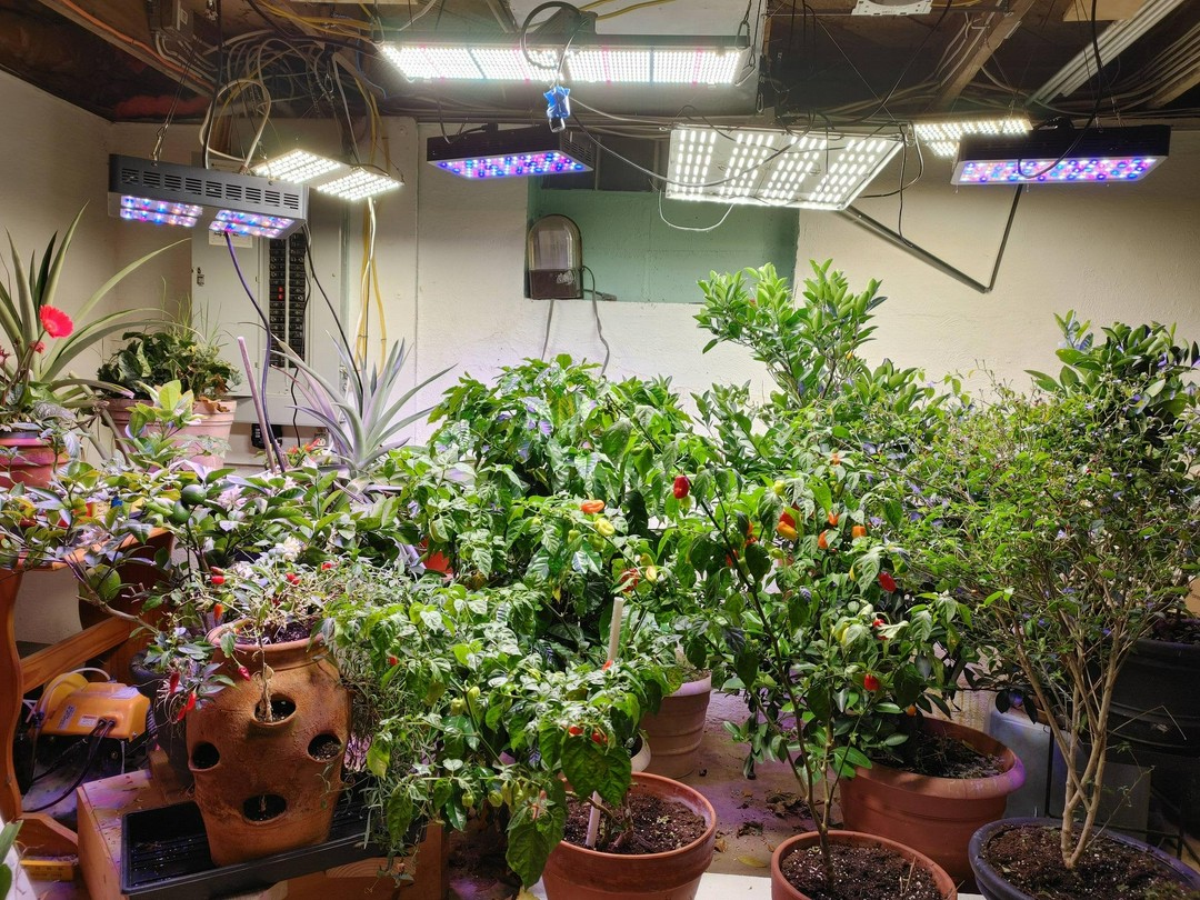 did i just turn my basement into a jungle by accident or what