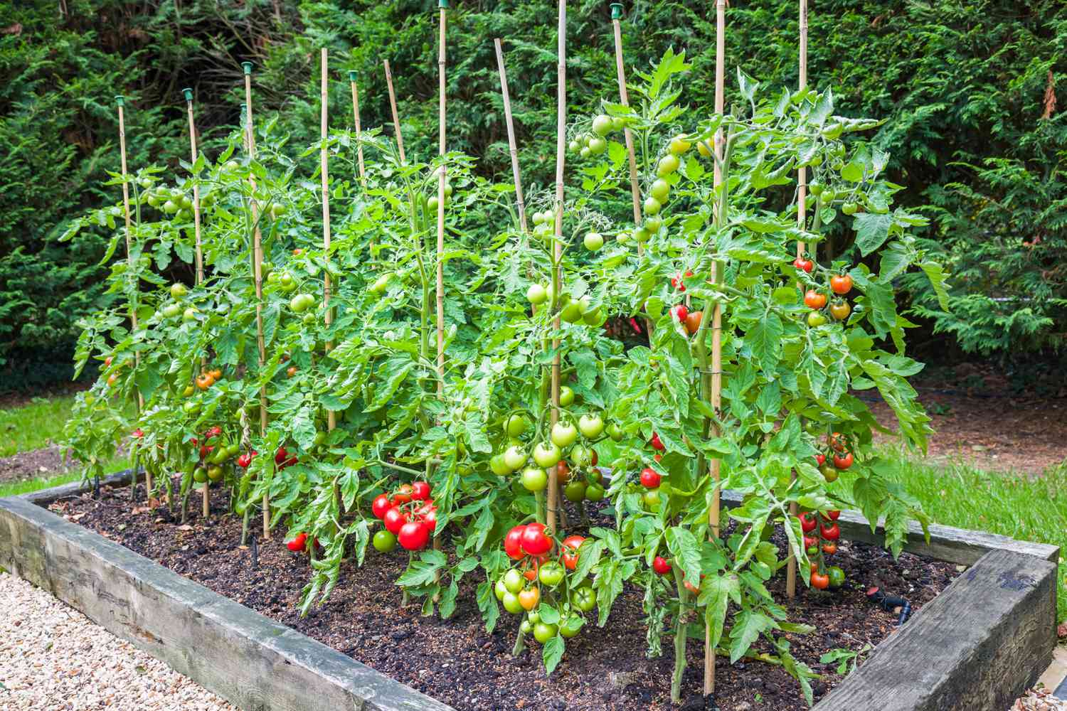 why are you all planting tomatoes now? have you checked the calendar?