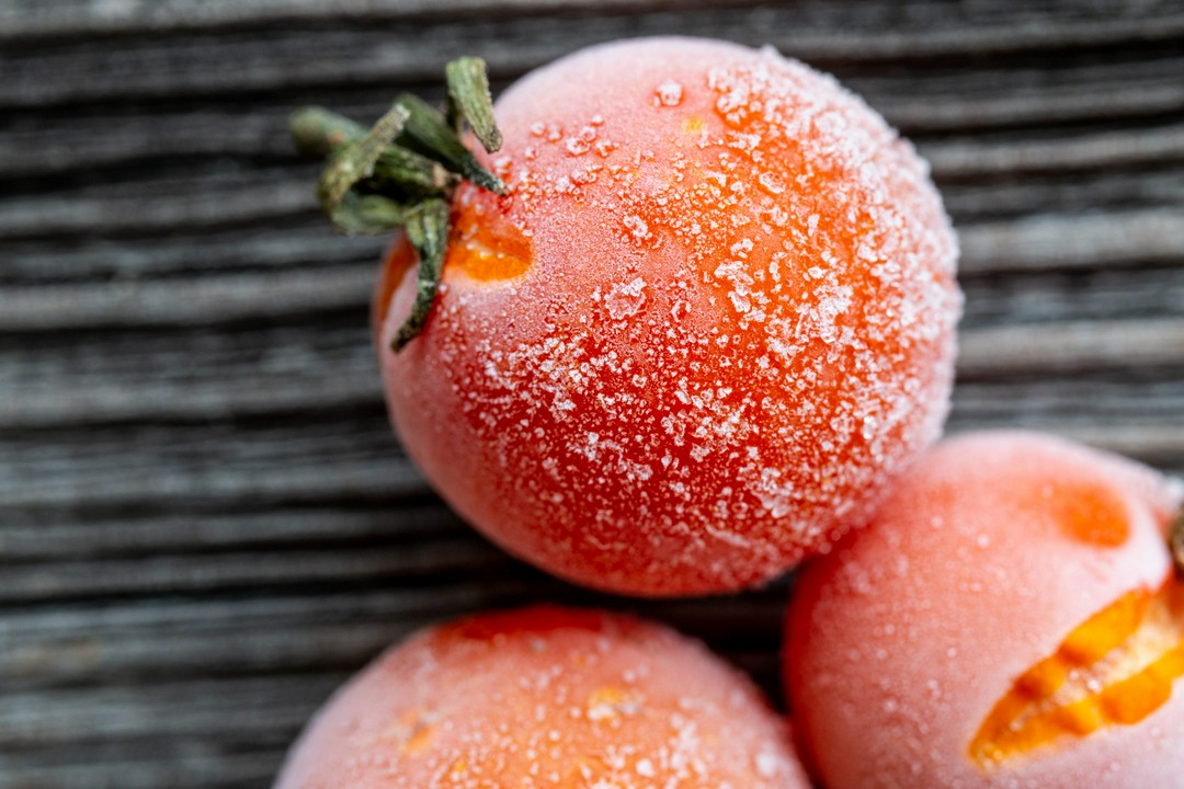 why did my tomatoes freeze even though it felt like summer?