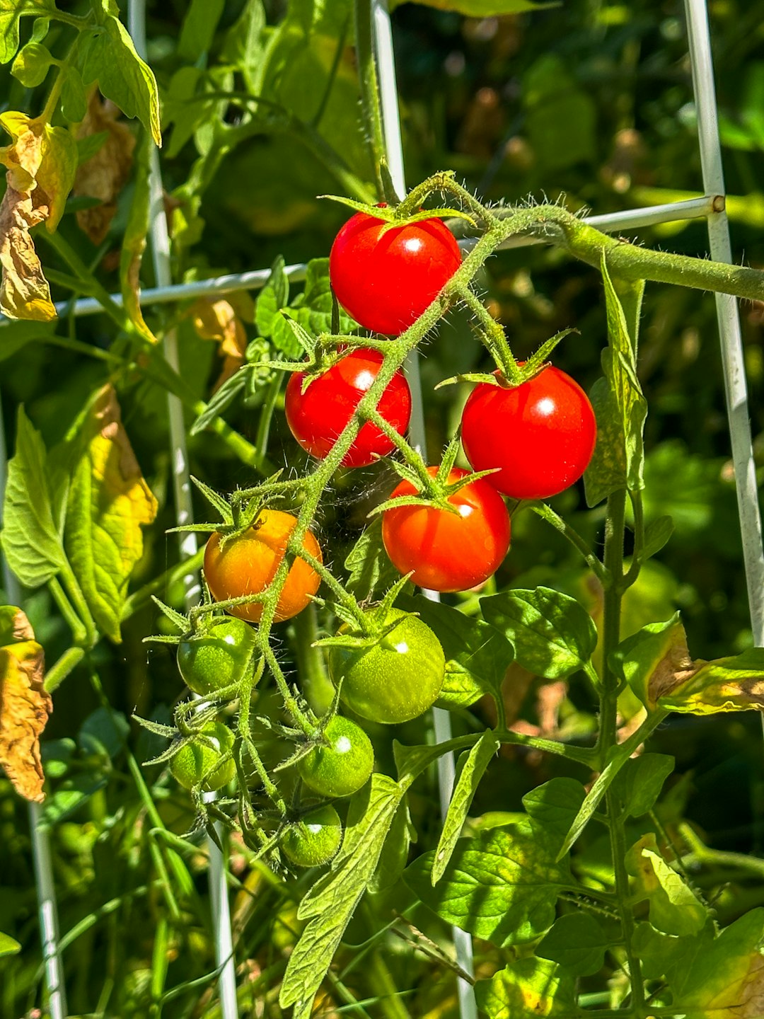 why did planting tomatoes in my backyard totally fix my mood?