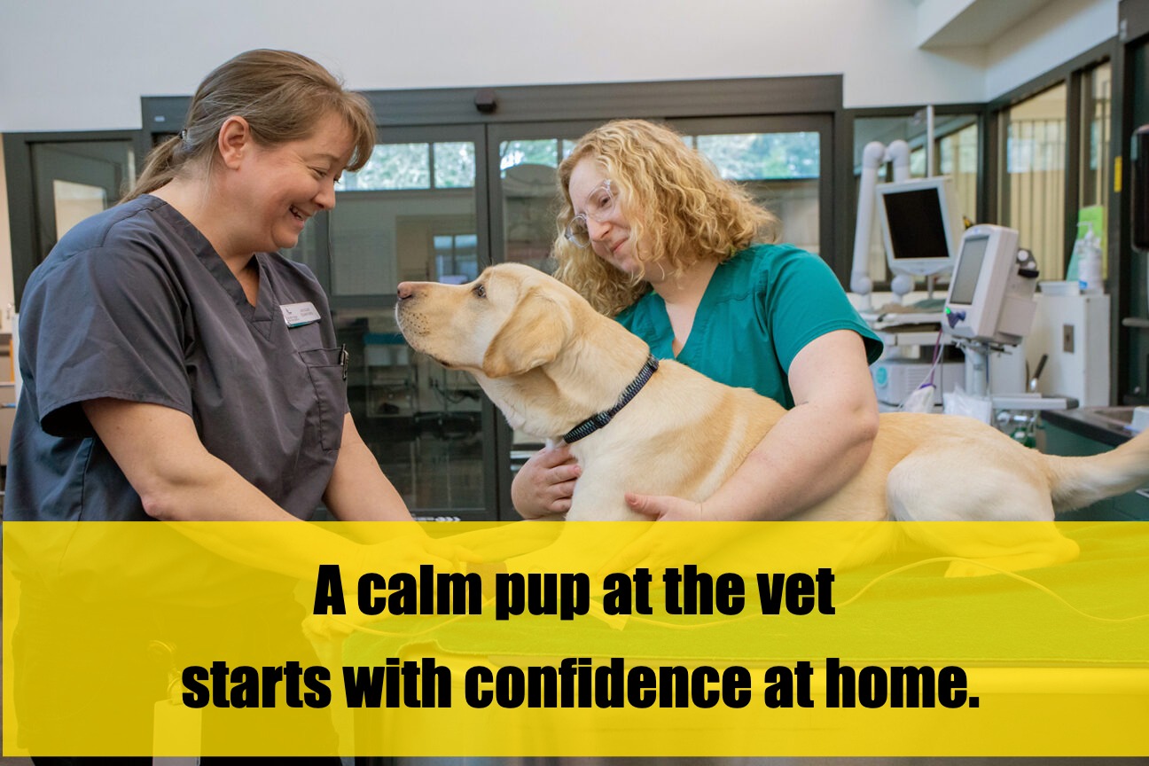 From Nervous Pup to Vet Visit Pro: Start Early, Stress Less