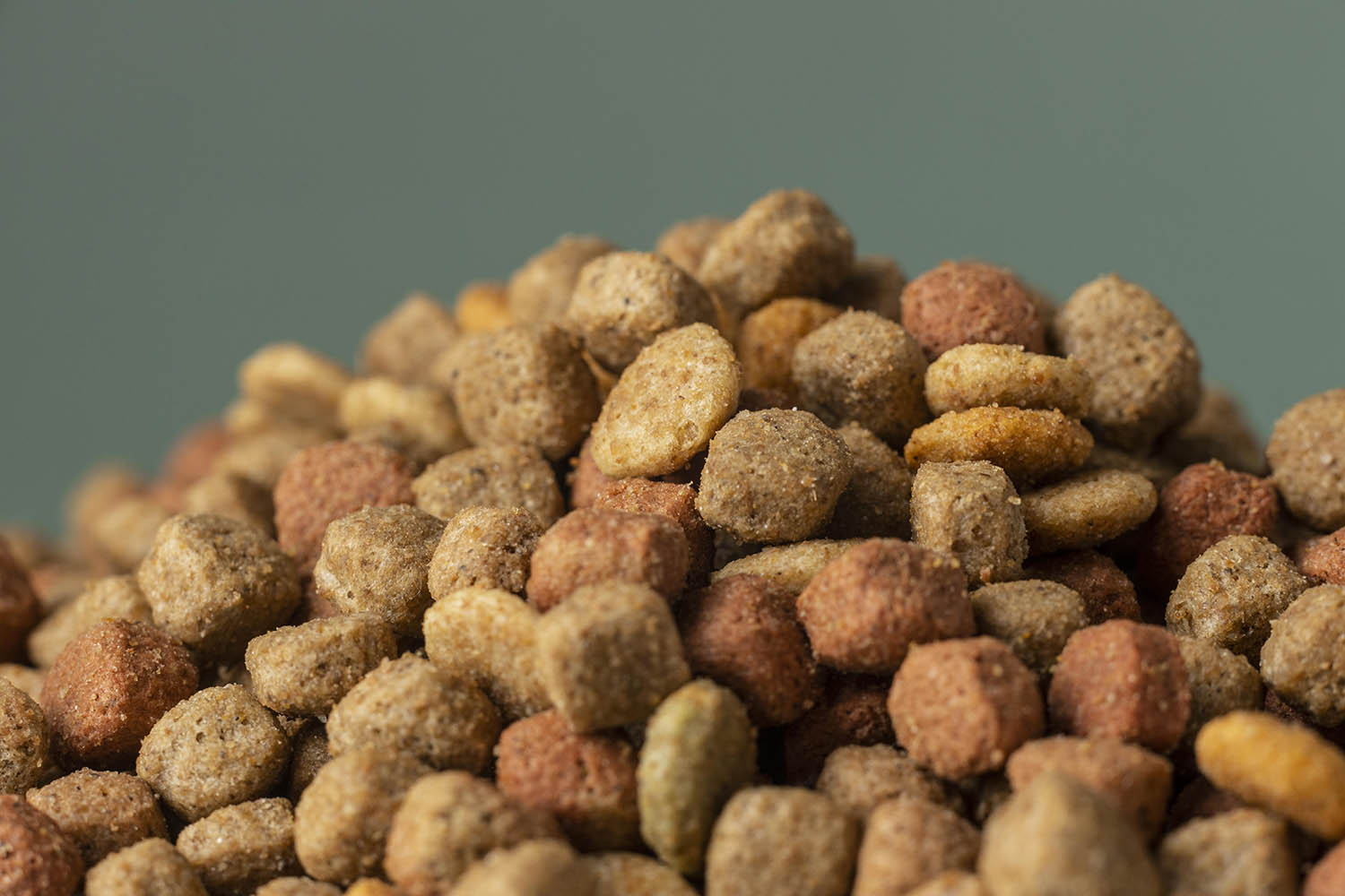 Dog Food Recall? Here’s What to Do Next