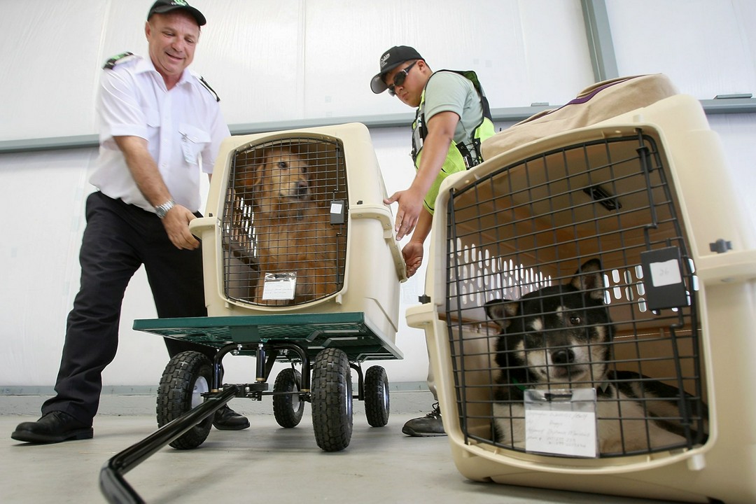Flying with Your Dog? Here’s What You Need to Know