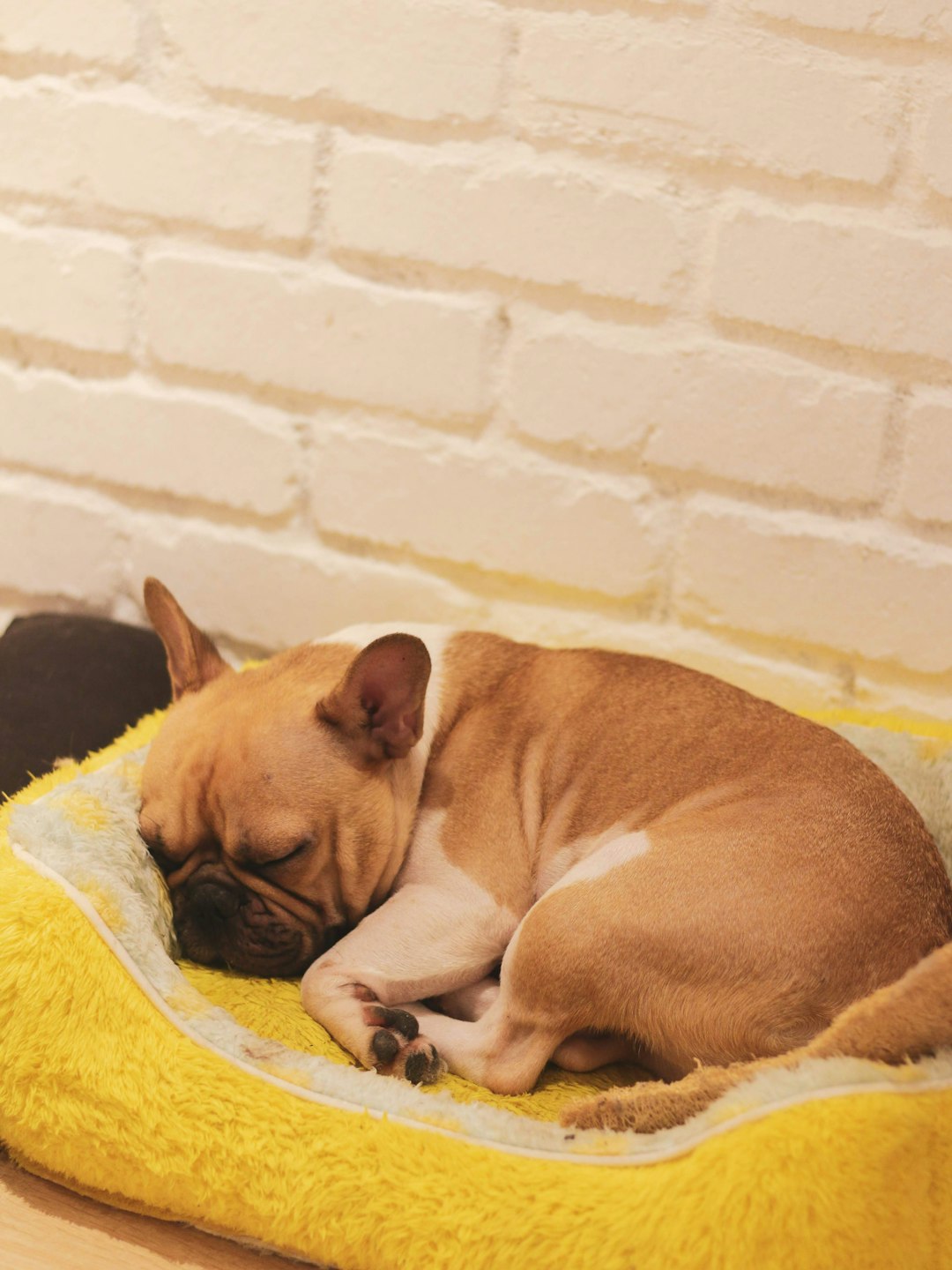 Is Your Dog Dreaming or Having a Seizure? Here’s How to Tell