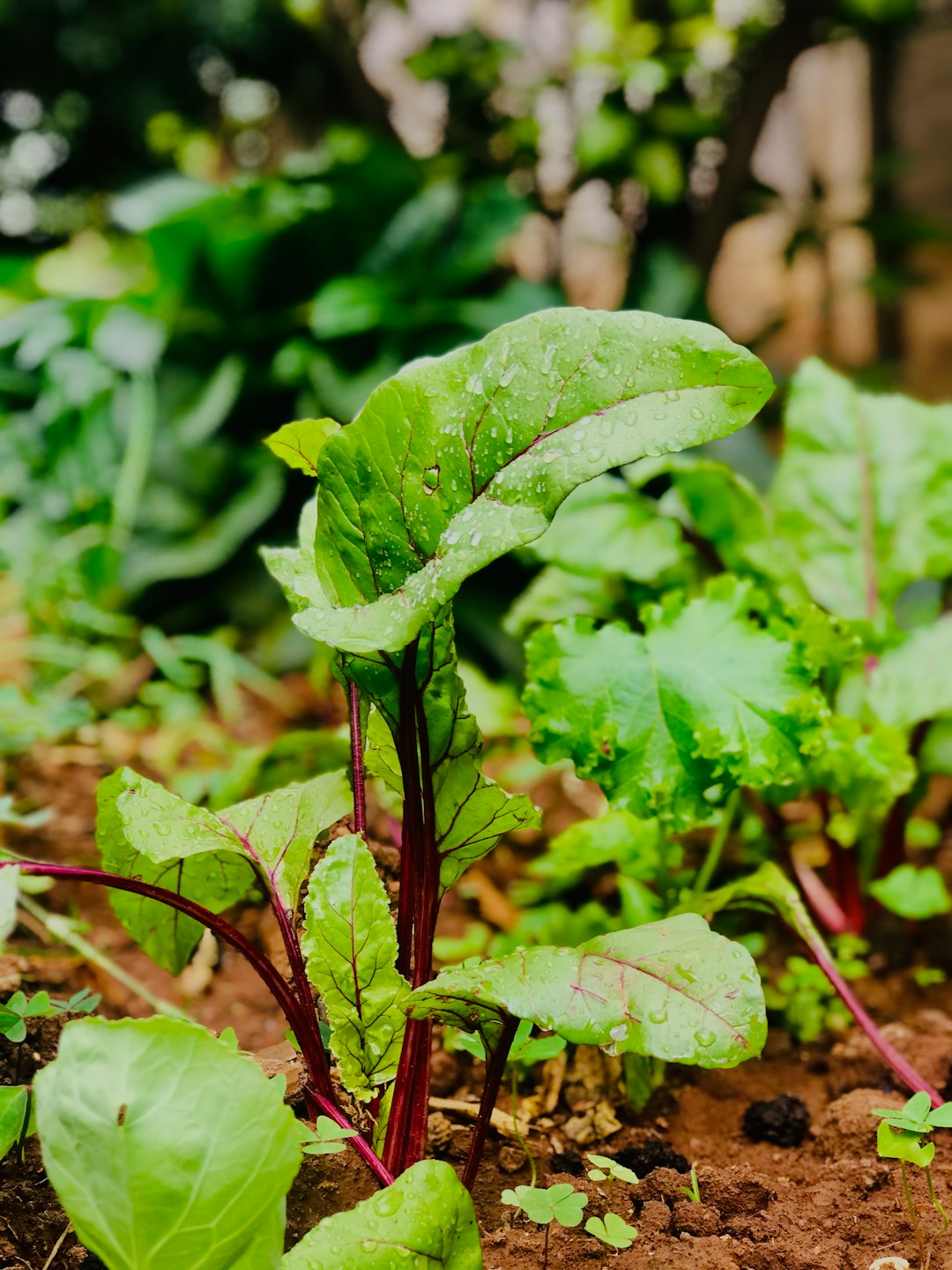 why did i freak out over seeds vs. starter plants this spring?