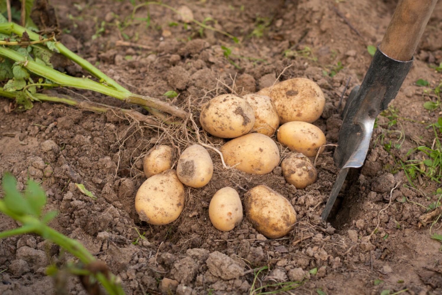 why did my potatoes explode with sprouts after one rainy week?