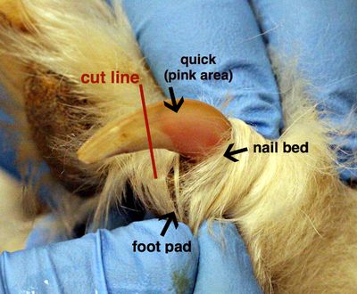 From Fear to Chill: Nail Trims Can Be a Treat (Really!)