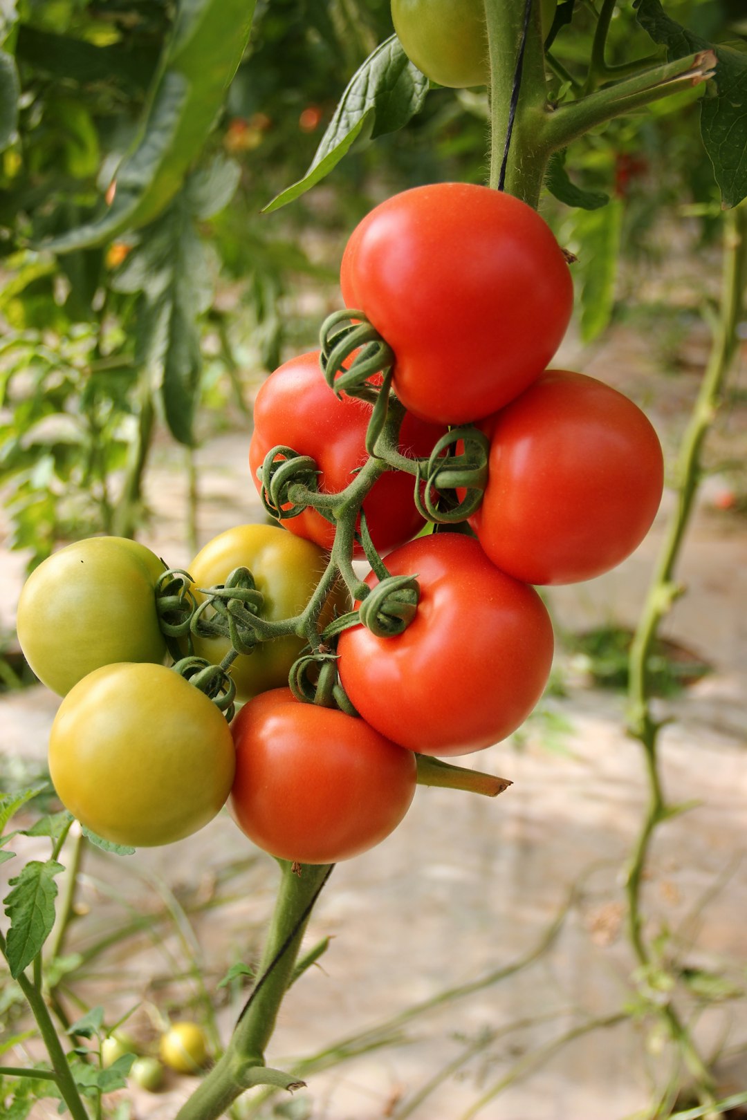 why did my tomato plant turn into the neighborhood hangout?