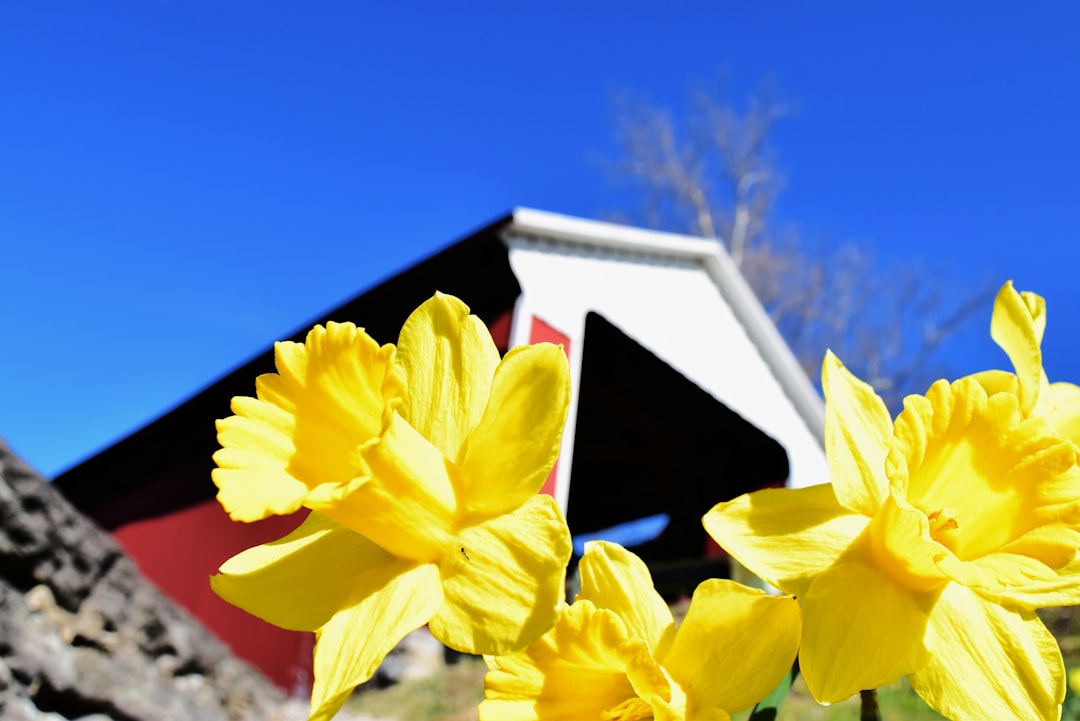 wait, can i really plant daffodil bulbs in june or am i doomed?