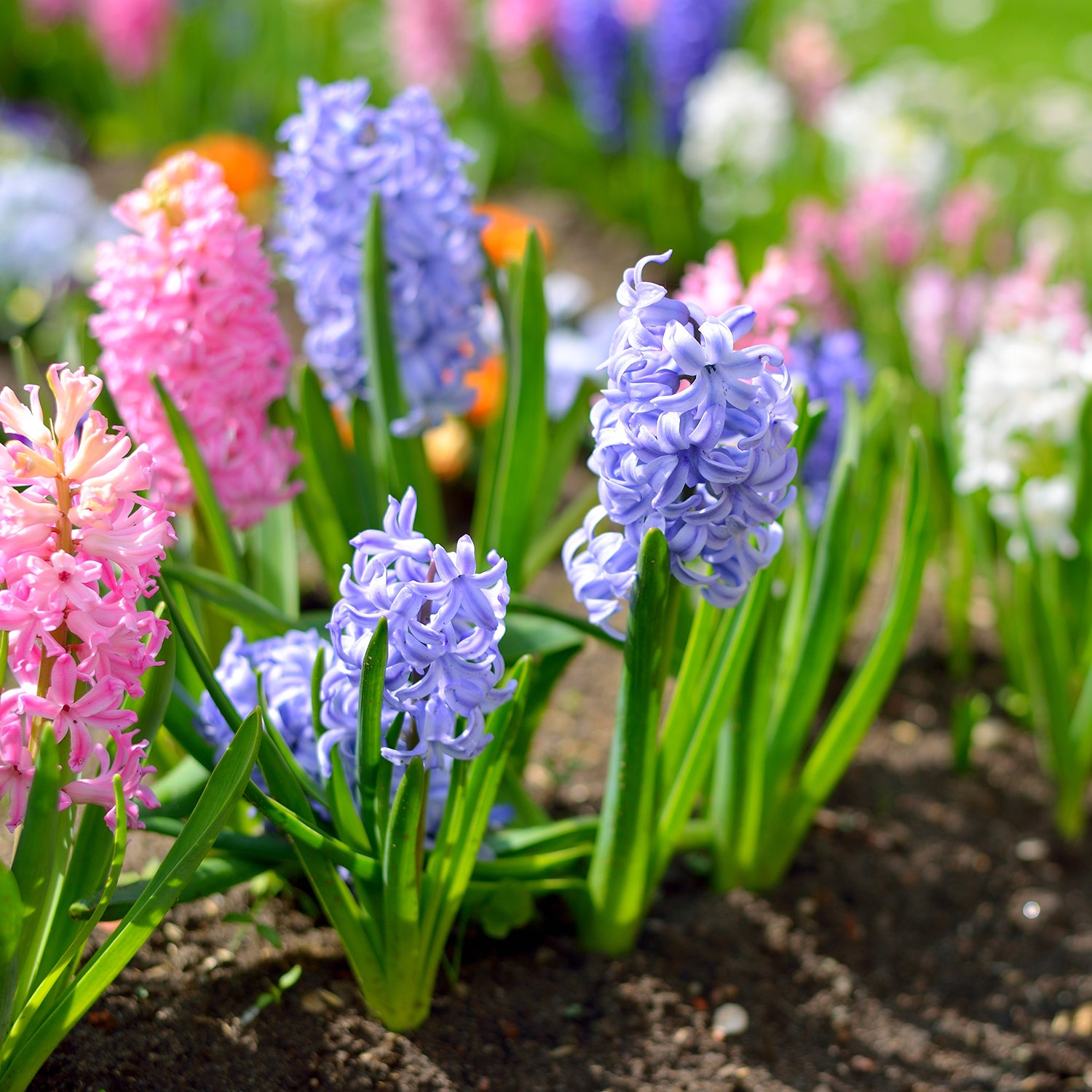 did i really plant 500 bulbs last fall or was it a fever dream?