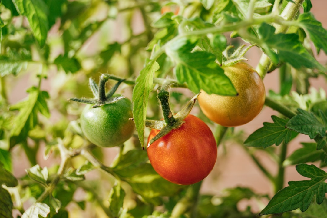 why did my tomatoes melt in the sun? surviving summer heatwaves