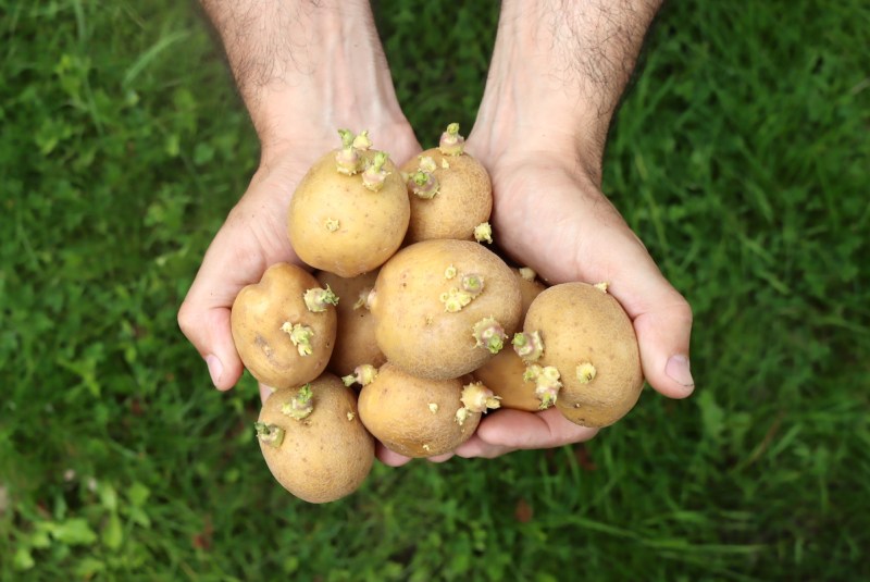 is it too soon to toss these sprouting potatoes in the dirt?