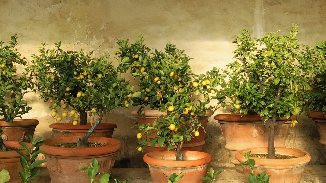 can you really get fruit from a lemon tree grown from seed?