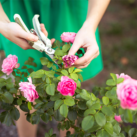 why did my backyard explode with roses after this wild trick?