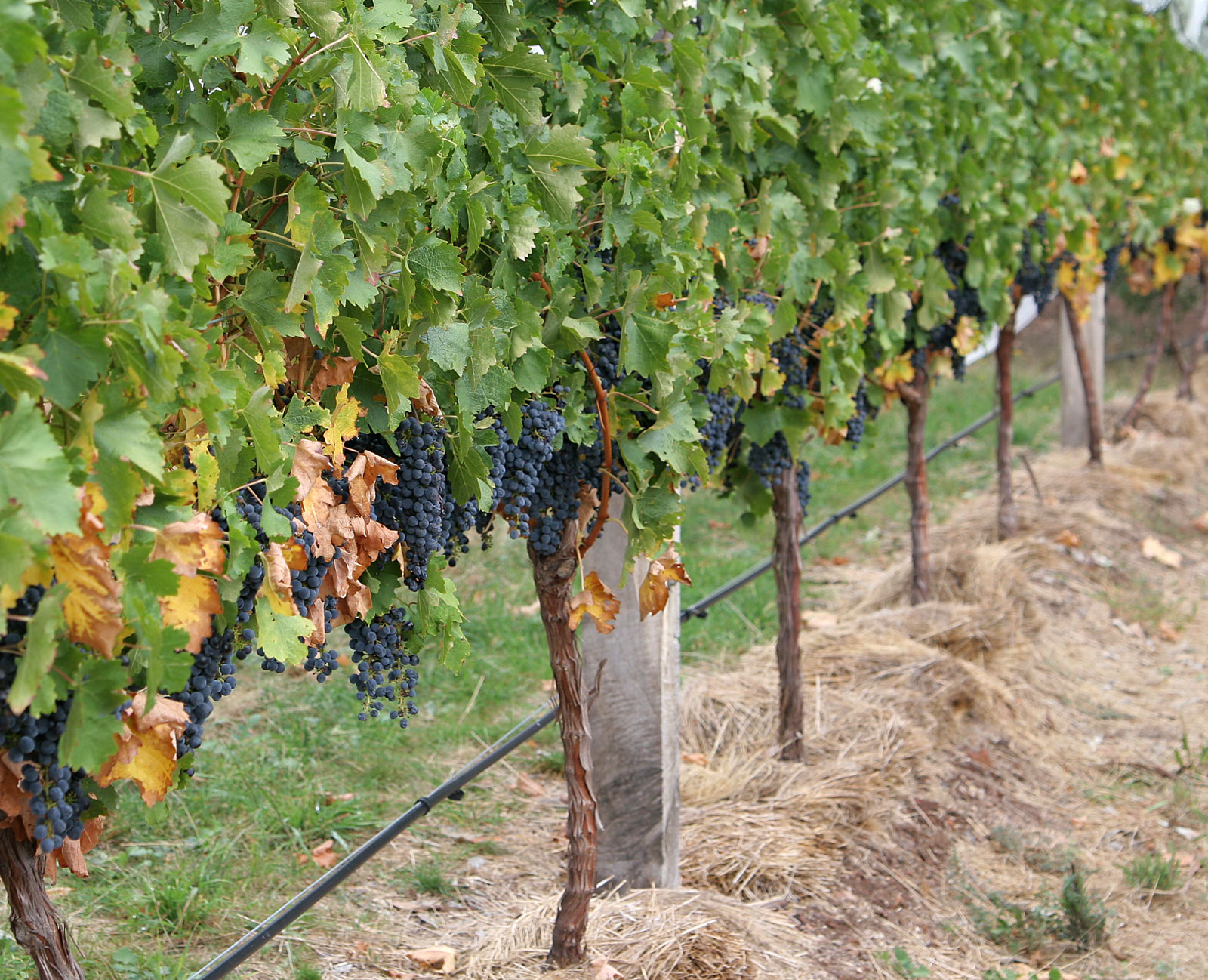 wait, are those tiny green clusters actually baby grapes?!