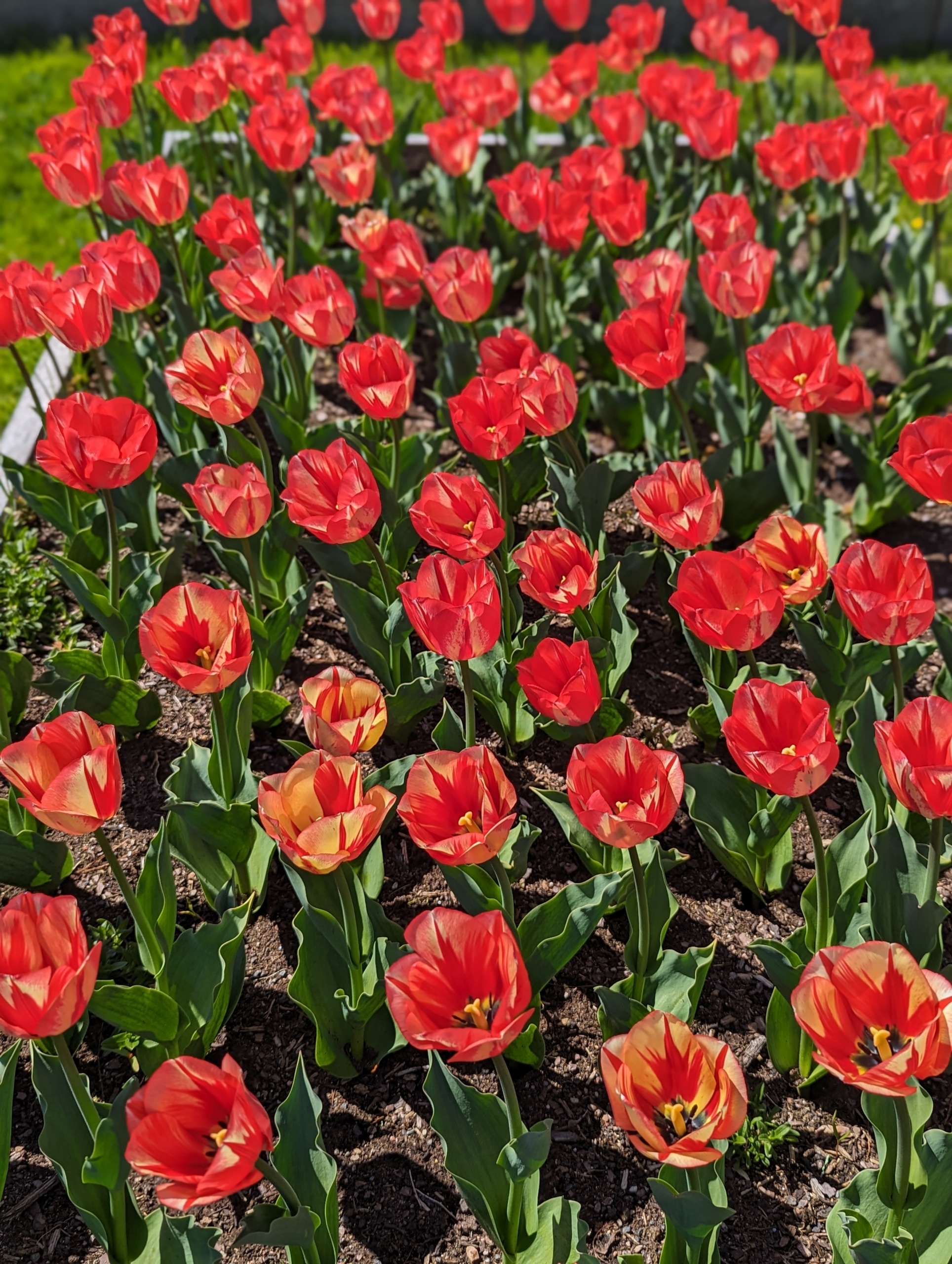 can 200 tulip bouquets really change a mom’s day this much?