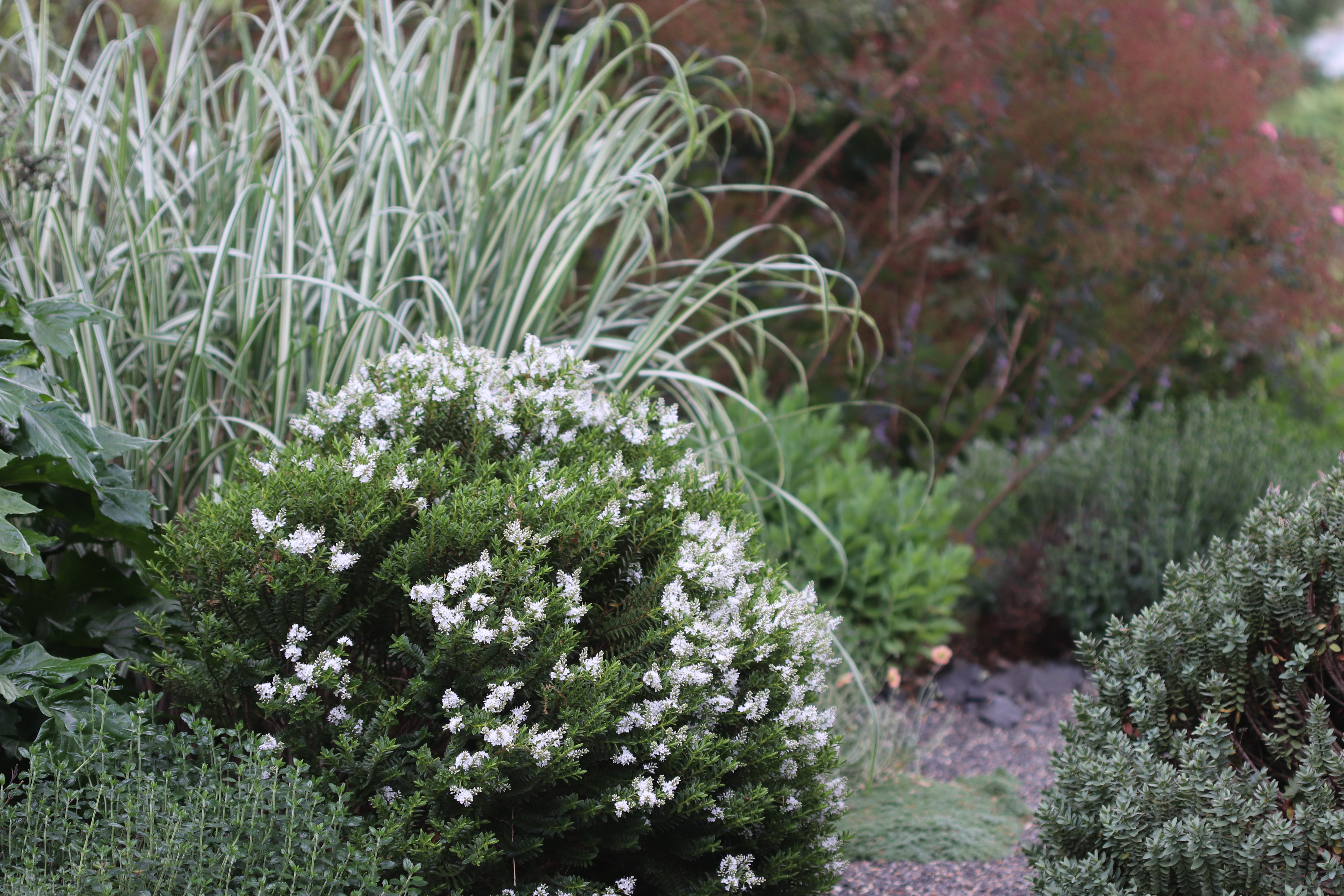 how did my wild backyard turn into a blooming paradise overnight?