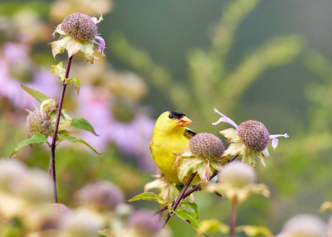 why did a goldfinch pick my backyard coneflowers for its snack?