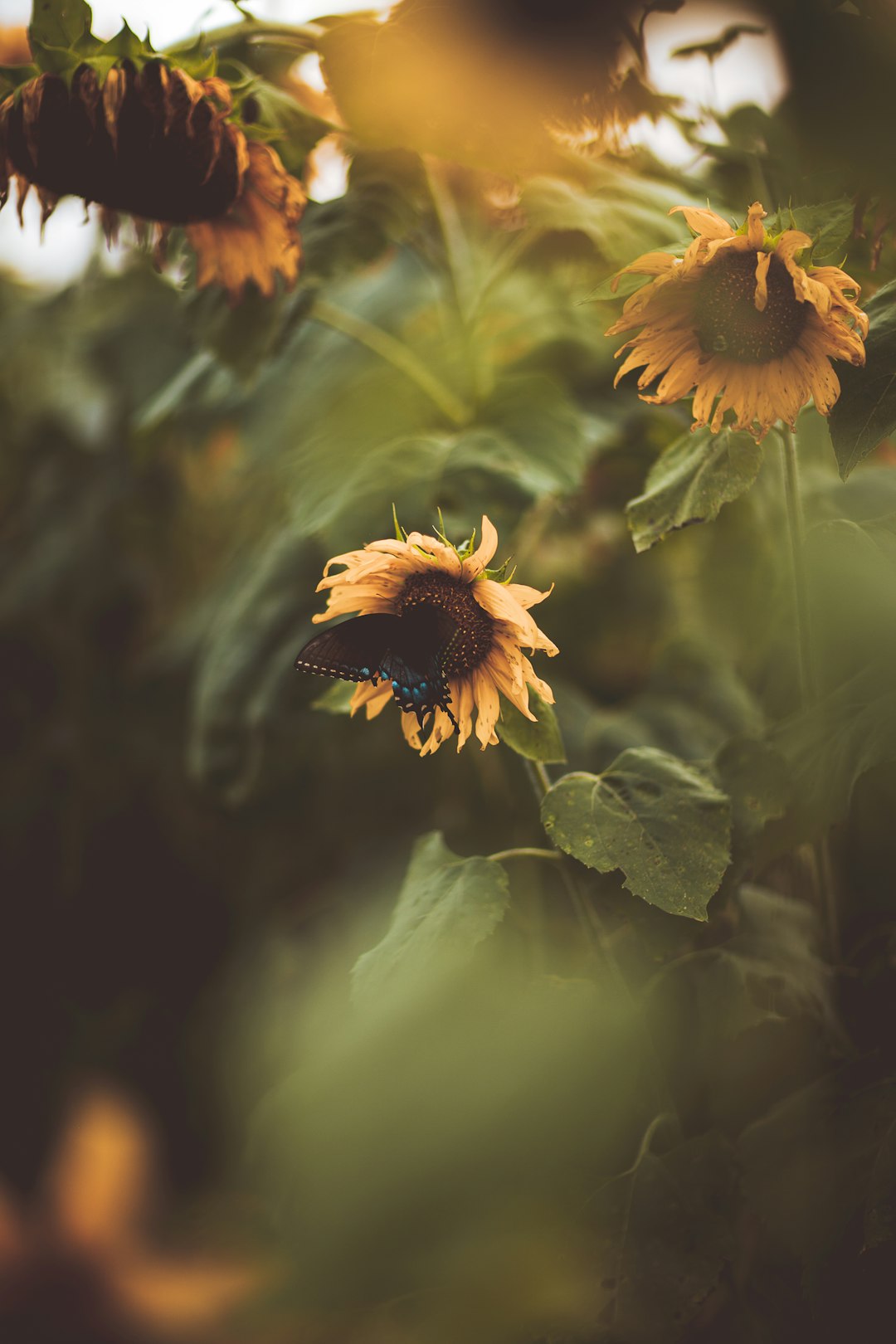 why did my sunflowers turn my backyard into a summer paradise?