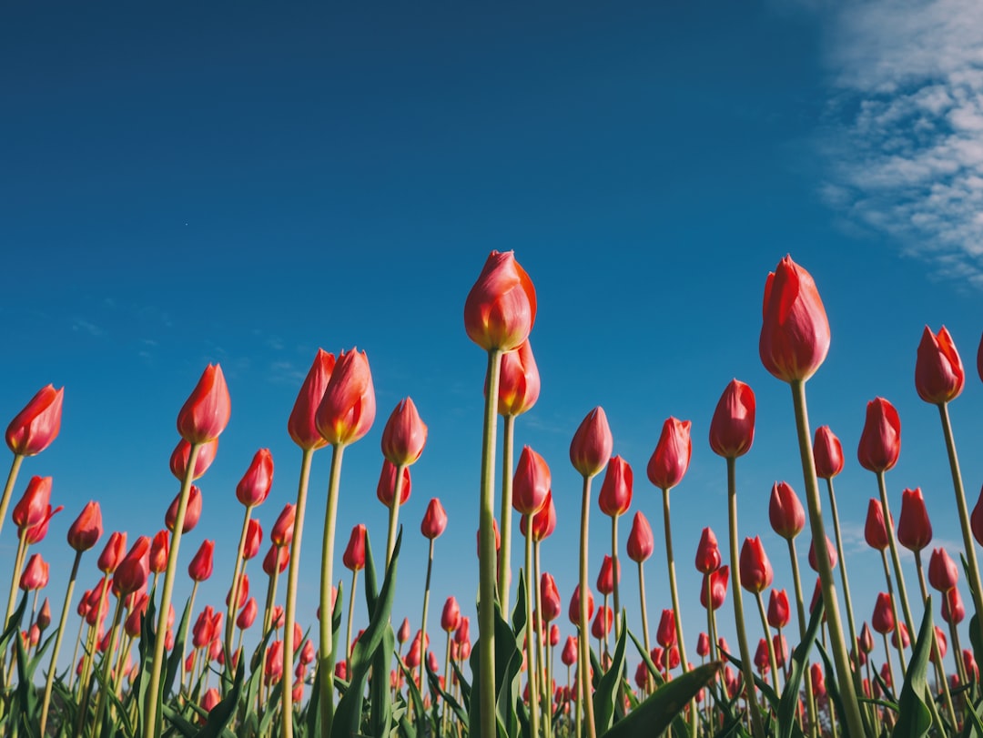 can a fiery maple and pure white tulips actually be bffs?