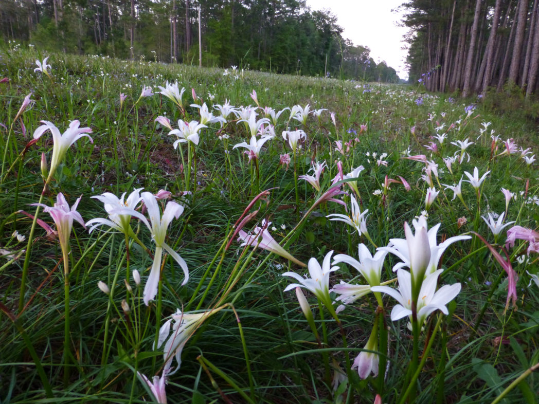 what are these wild 7-foot lilies doing in my new backyard?