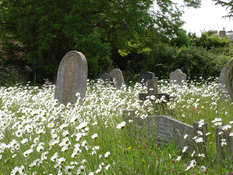 how did planting daisies by his grave help me heal so much?