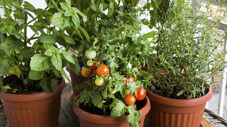 is it possible to turn a nyc sidewalk into a secret plant paradise?