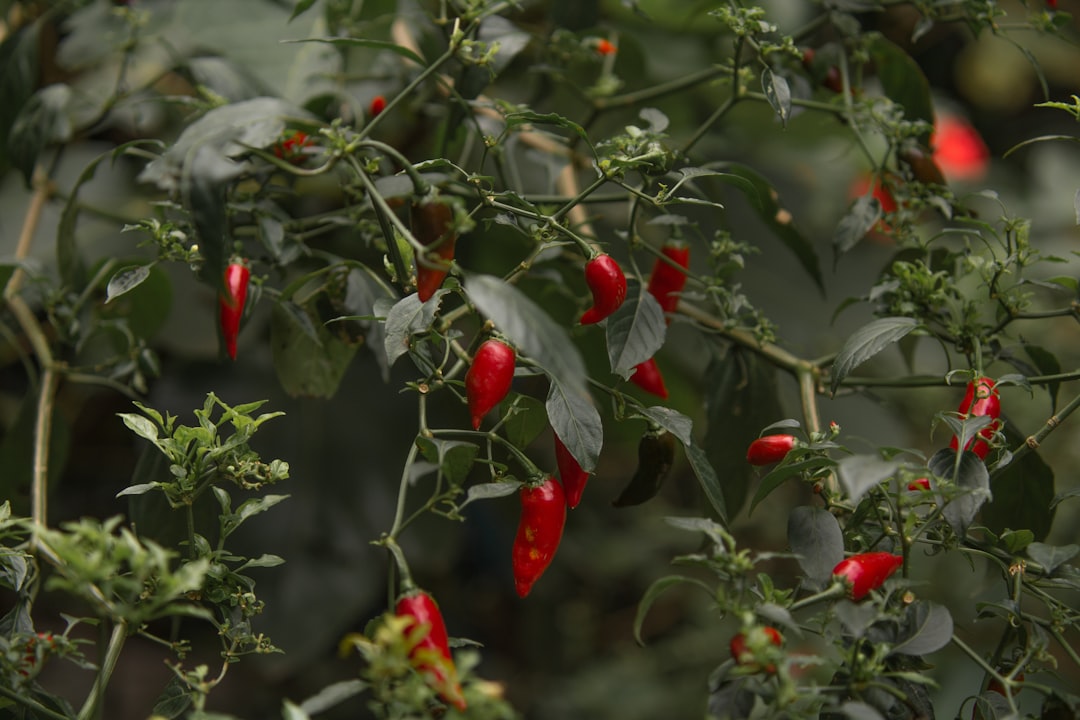 why did my peppers explode in my 7-gallon grow bags this summer?