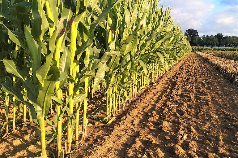 did i really grow rainbow corn in england with my mom?!
