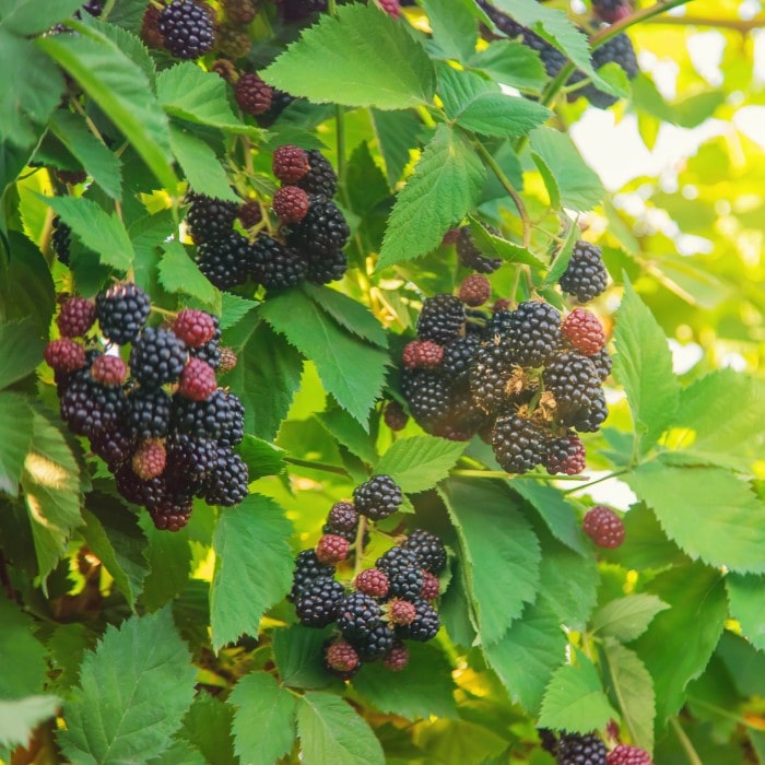 why did my backyard turn into a blackberry fortress overnight?