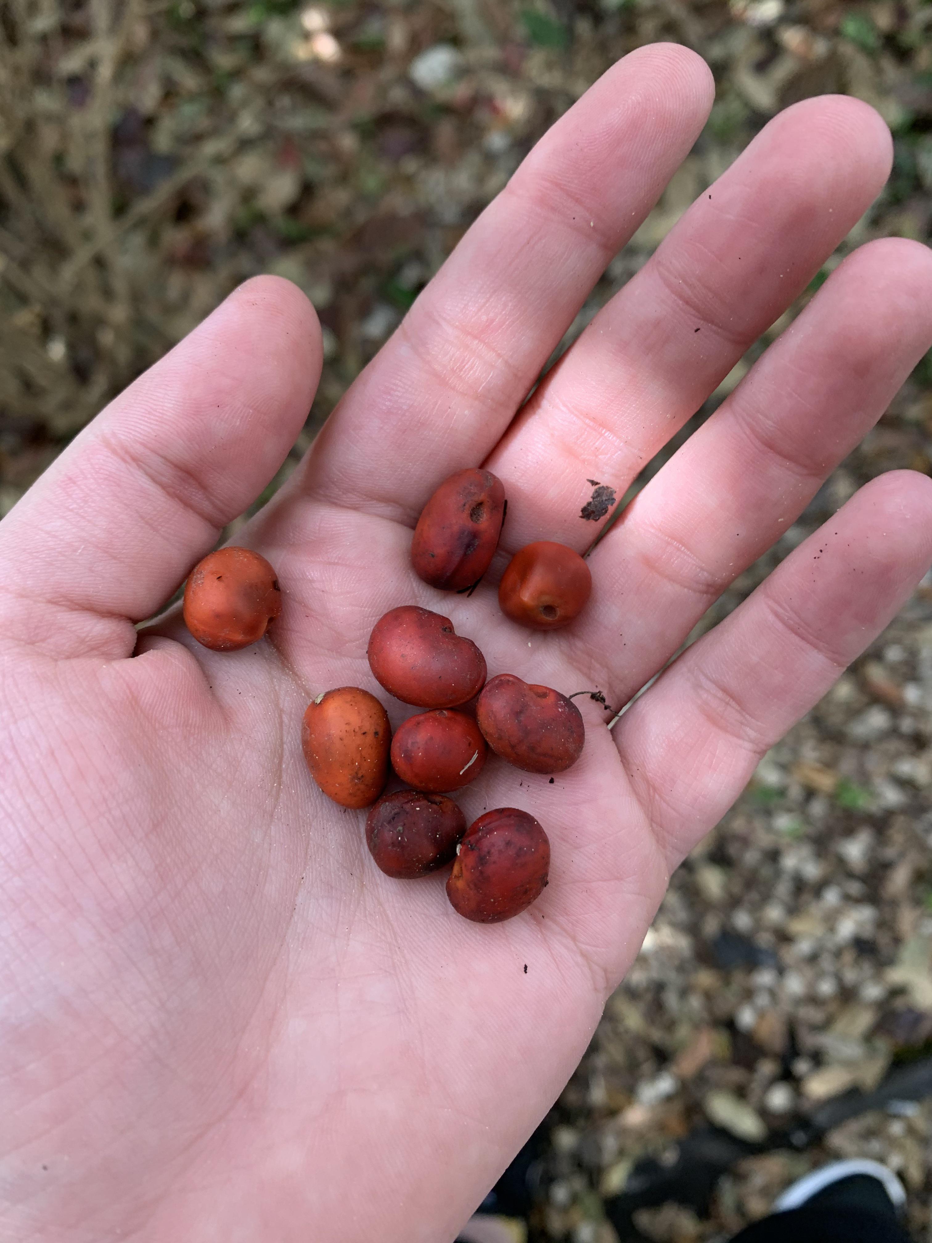 can a stubborn english red bean sequoia actually win a battle with rocks?