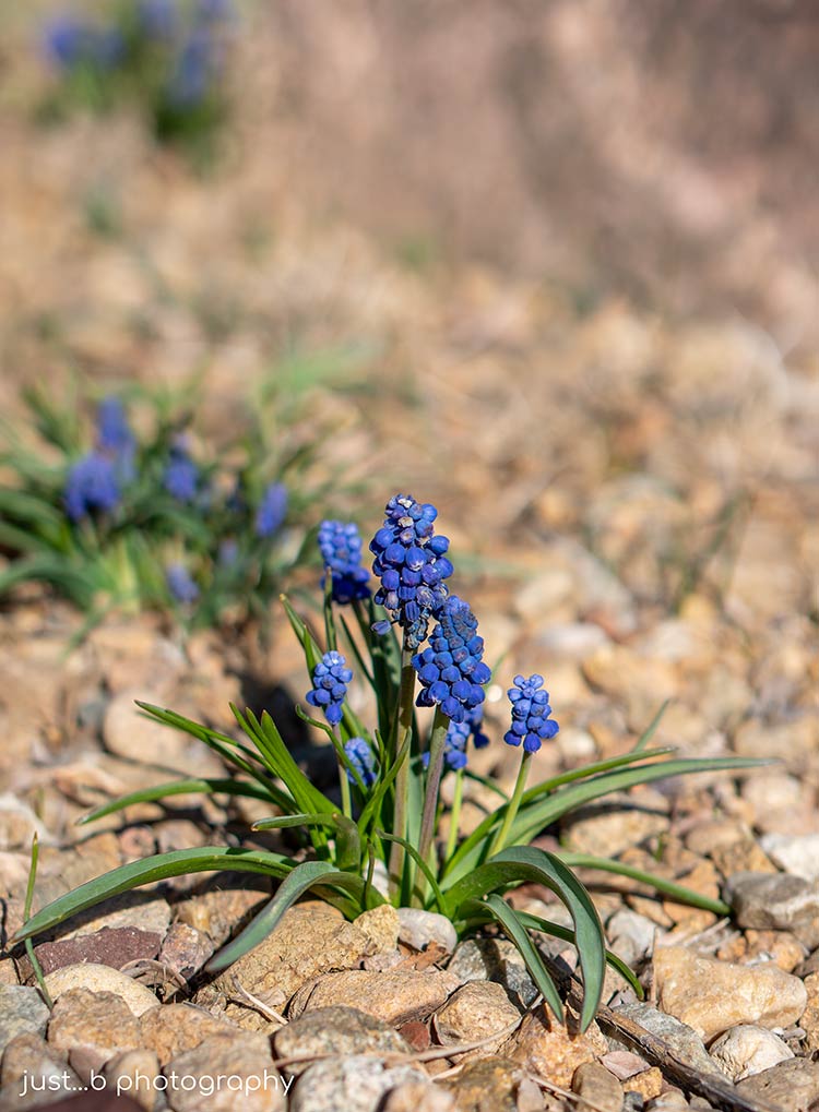 how did a stubborn hyacinth break through solid concrete to bloom?