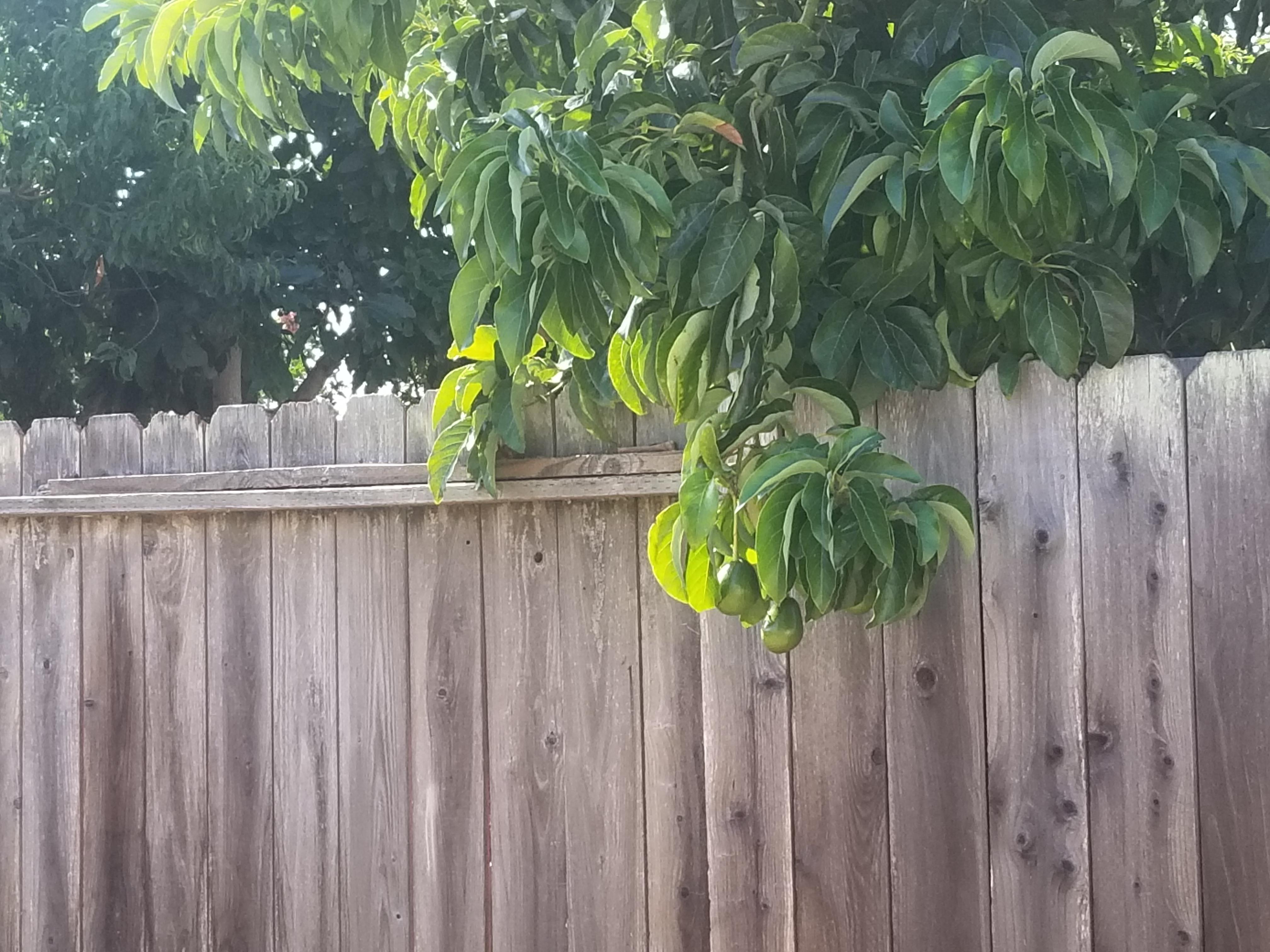 is it weird to stalk my neighbor’s avocado tree every day?