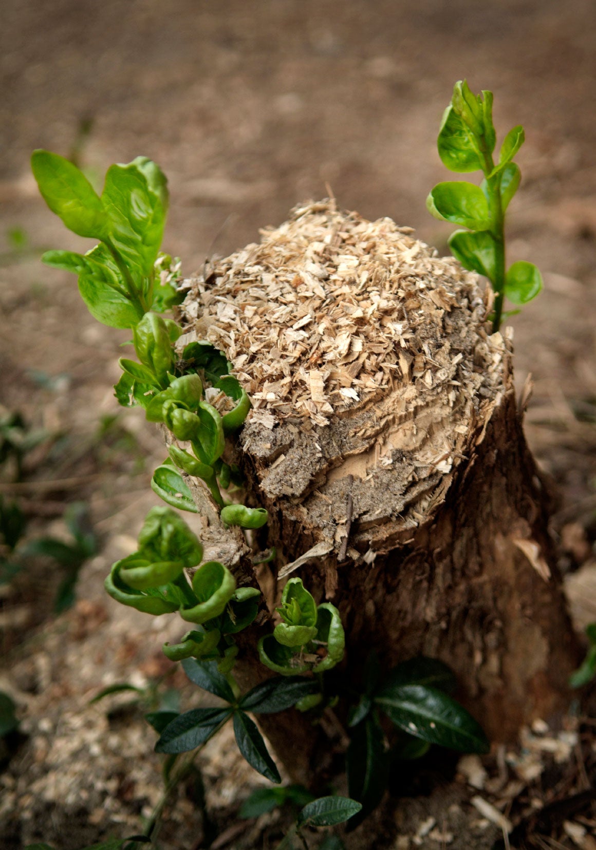 how i accidentally became a stump-removal pro with a shovel and some sweat?