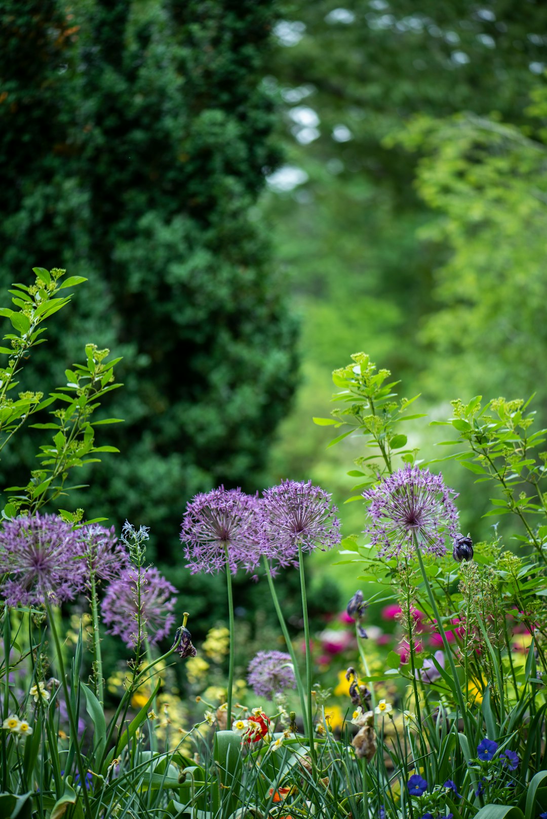 how did my dad turn a wild forest into his veggie kingdom at 76?