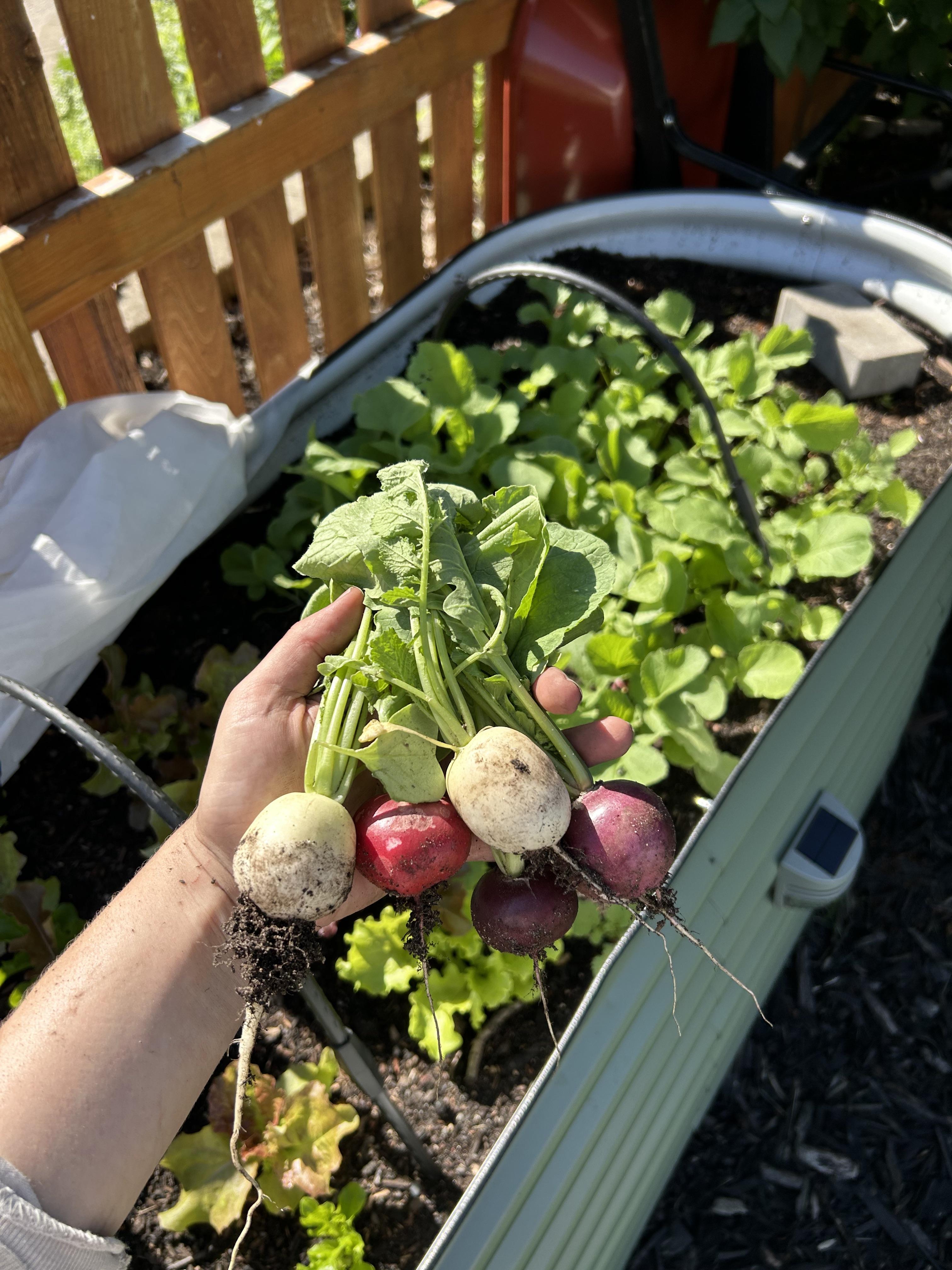 did i just turn my boring lawn into a veggie paradise overnight?