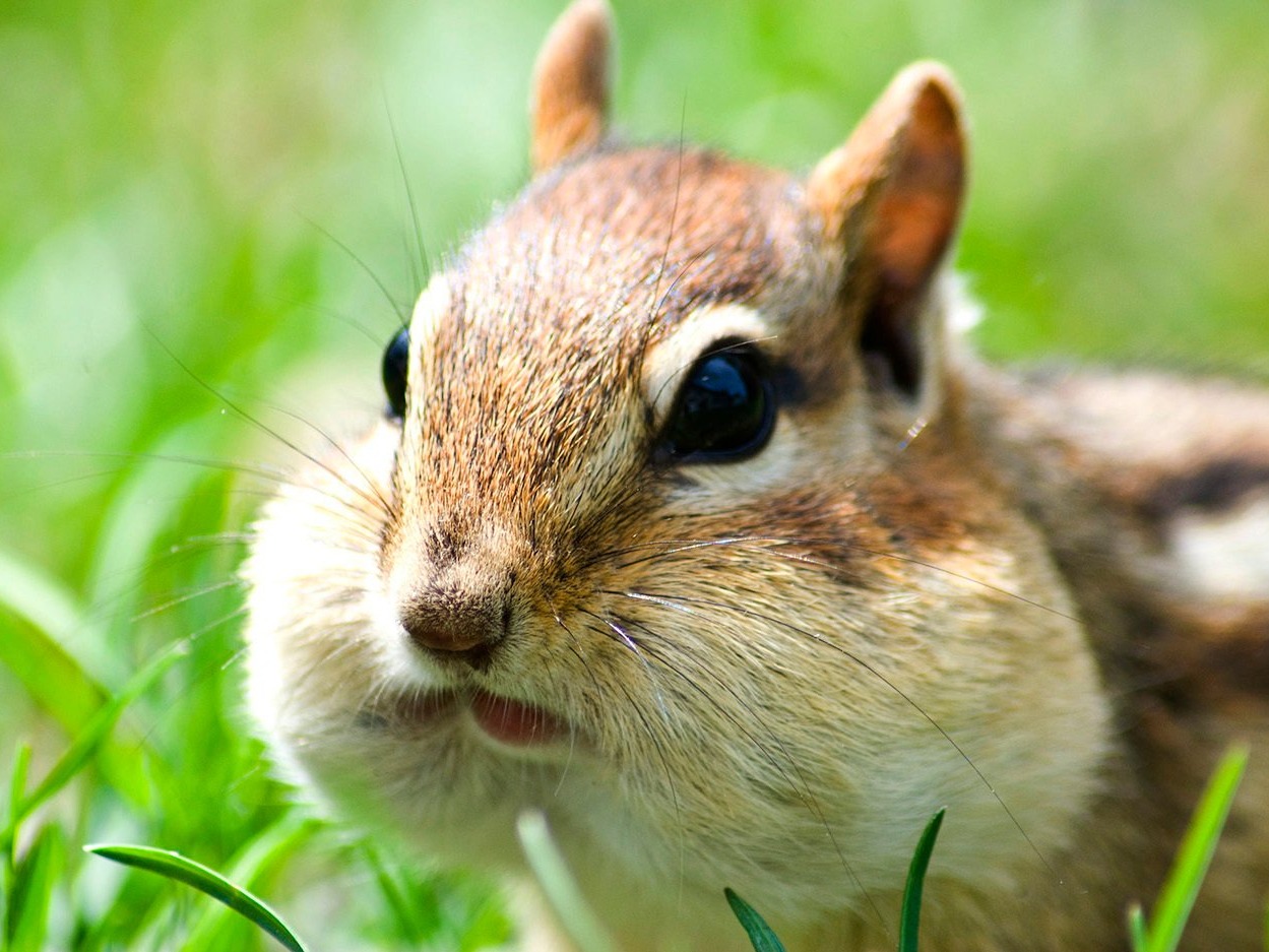 Are “Chipmunk Cheeks” Ruining Your Selfie Vibe or Making You Unique?