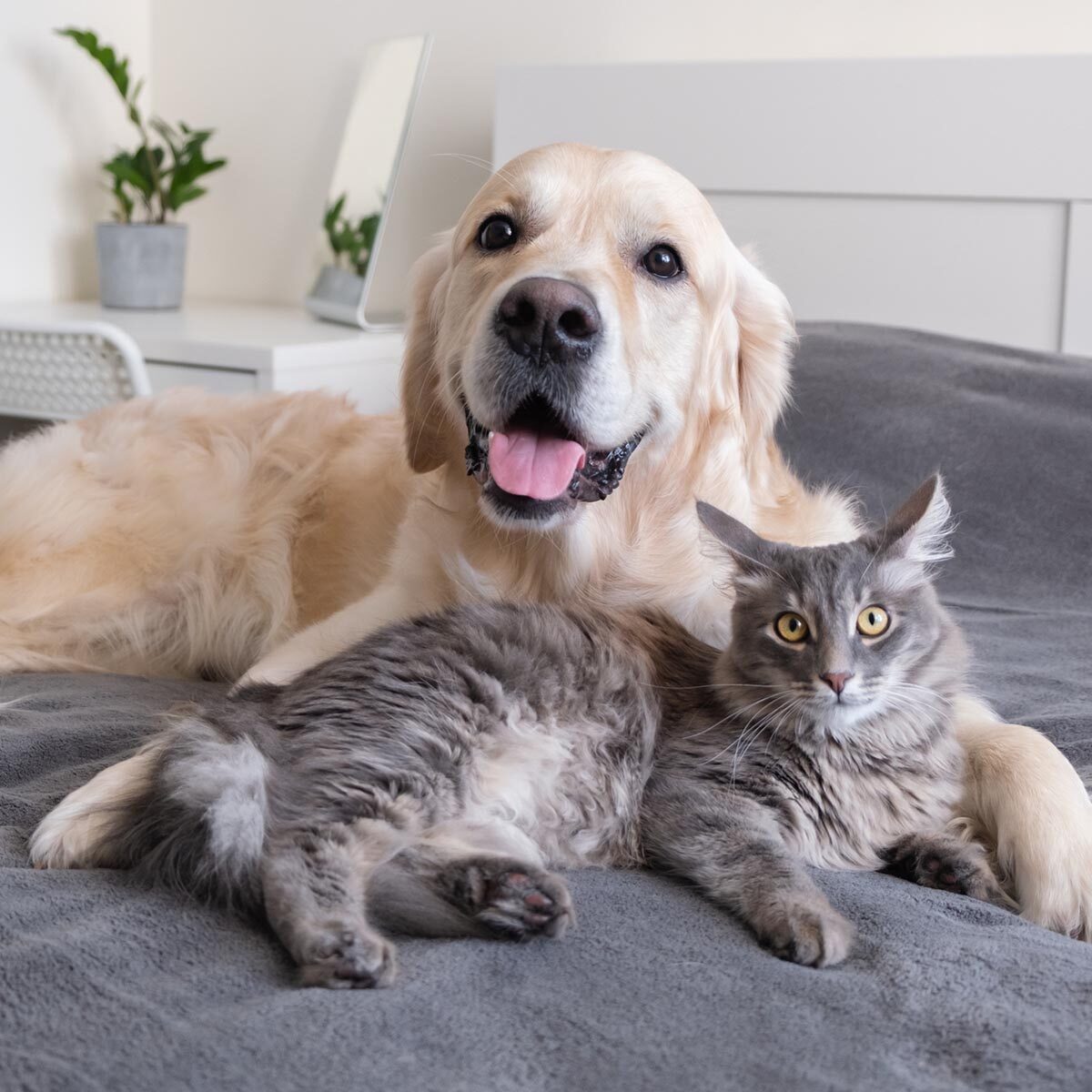 Yes, Indoor Cats Need Pest Protection Too — Here’s Why
