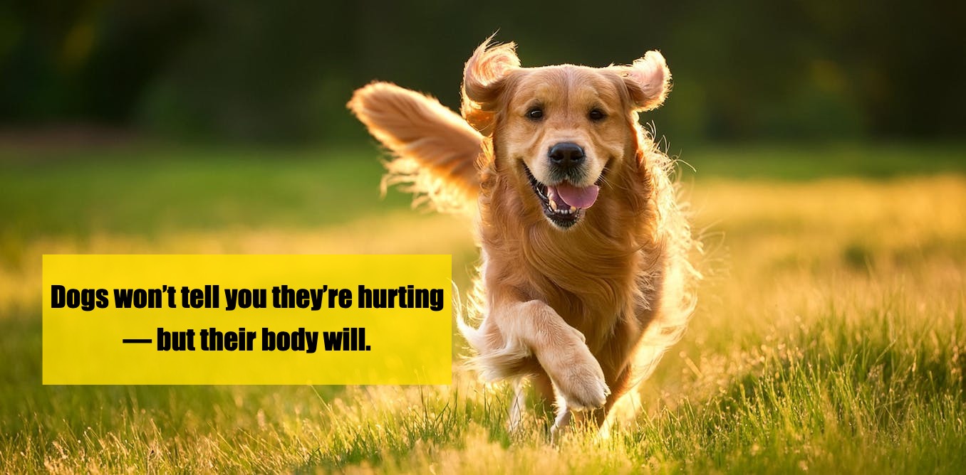 Is Your Dog in Pain? They May Be Hiding It
