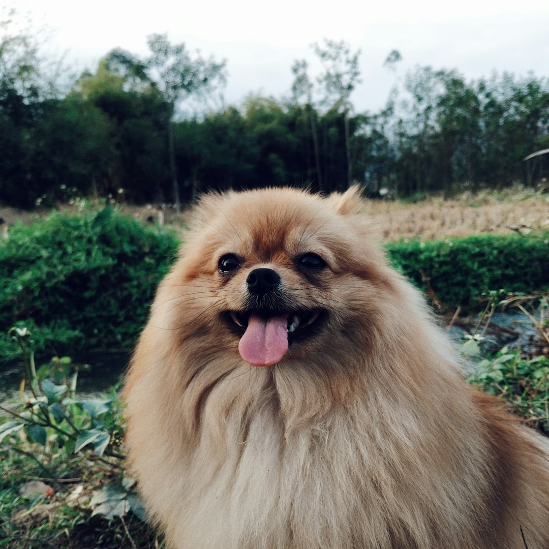 When Your Pet’s Coat Needs a Little Extra TLC