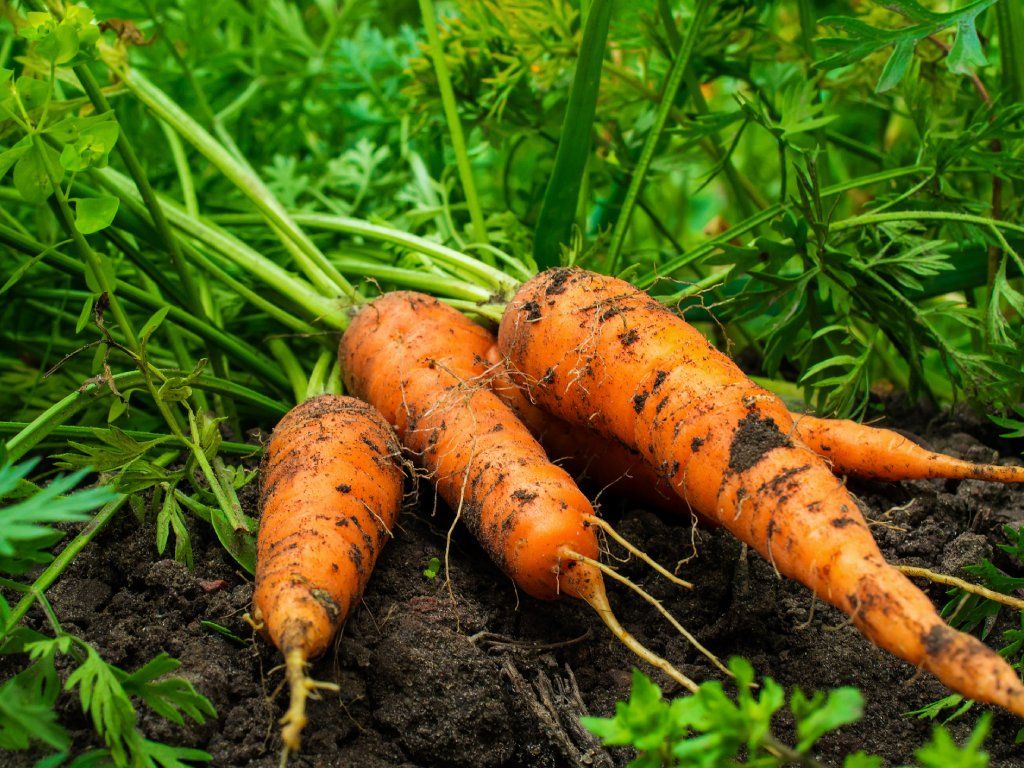 did i really just grow a carrot for two years? here’s what happened