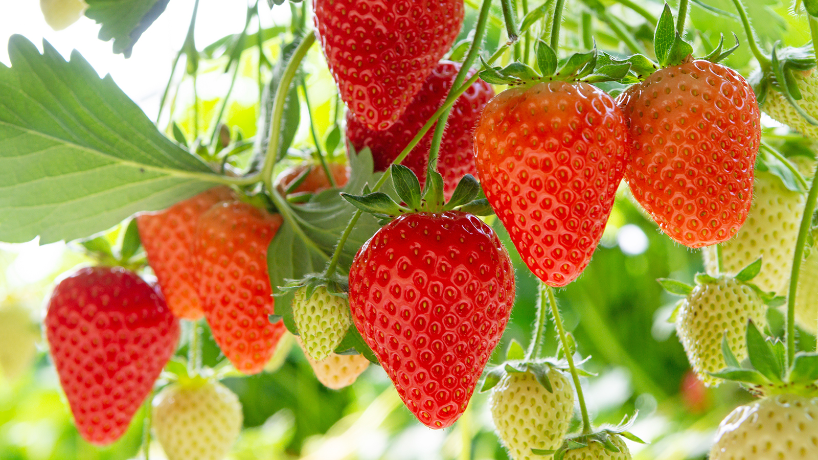 will my strawberry patch survive if i dig them up and move them?